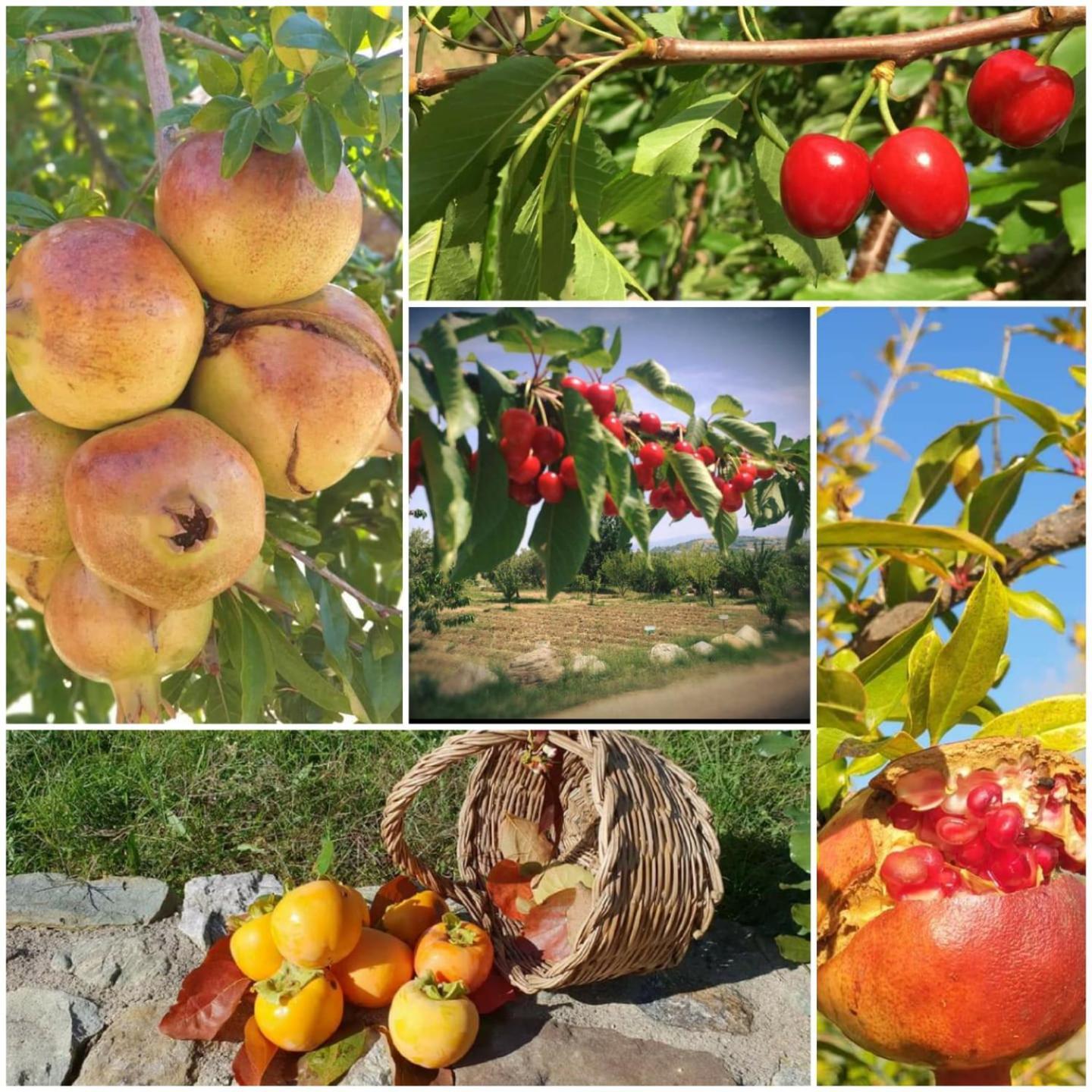 Agri Art Villa San Benedetto Ullano Exterior photo